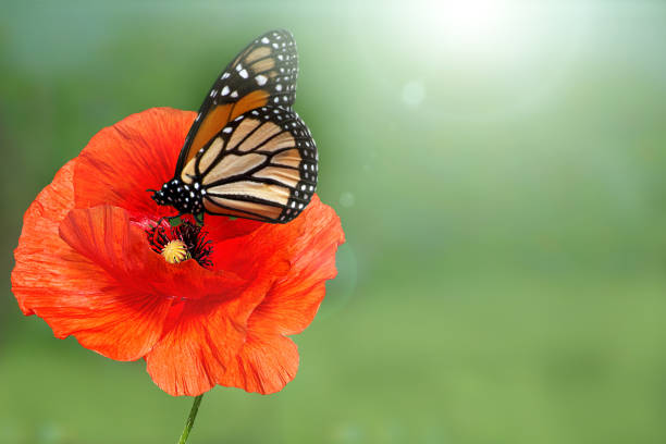 Butterfly over red poppies blooming on a green meadow on beautiful sunny day